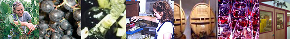 Wine / Enology Grape Chemistry Group